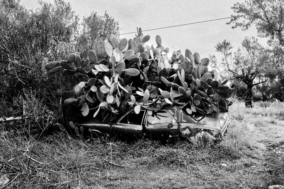 Cactus loves the car