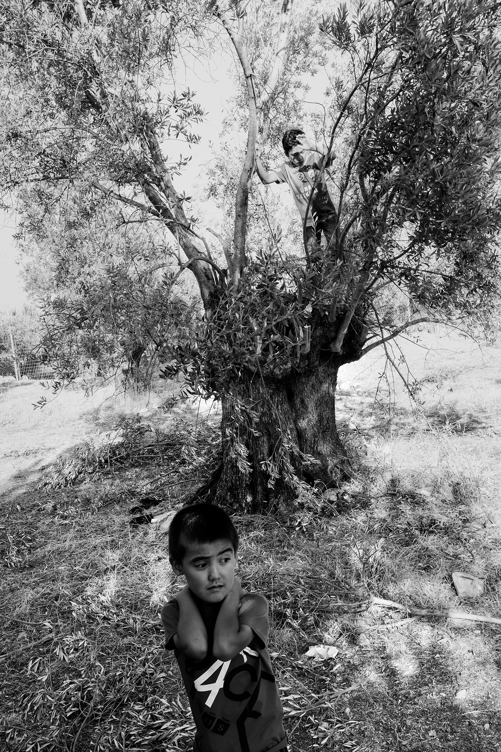 Afghan children are collecting firewood at Olive Grove extension to refugee camp Moria, Lesbos, Greece